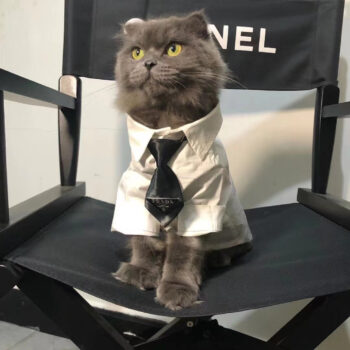 Prada-Inspired Dog Shirts - High-End Puppy Fashion - 2025 - Puppy Streetwear Shop