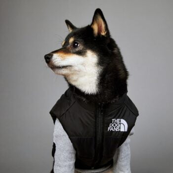 Exclusive Designer Dog Jackets - The North Face Inspired Puppy Apparel - 2025 - Puppy Streetwear Shop