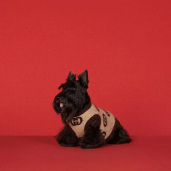 Dog Sweater Pawcci - 2025 - Puppy Streetwear Shop Dog Sweater Pawcci - 2025 - Puppy Streetwear Shop