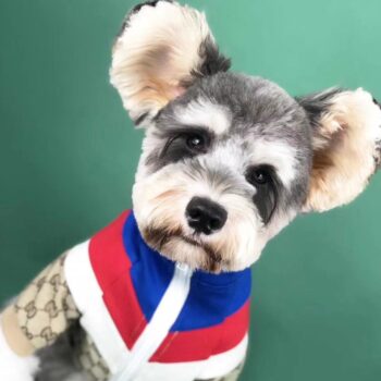 Dog Jacket Pawcci - 2025 - Puppy Streetwear Shop