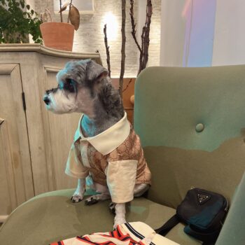 Dog Tshirt Pawcci - 2026 - Puppy Streetwear Shop