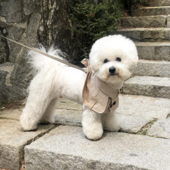 Dog Bandana Burberry - 2025 - Puppy Streetwear Shop Dog Bandana Burberry - 2025 - Puppy Streetwear Shop
