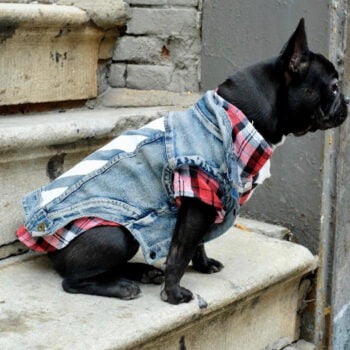 Dog Jacket - 2025 - Puppy Streetwear Shop