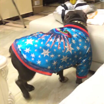 Dog Jacket Pawcci - 2025 - Puppy Streetwear Shop