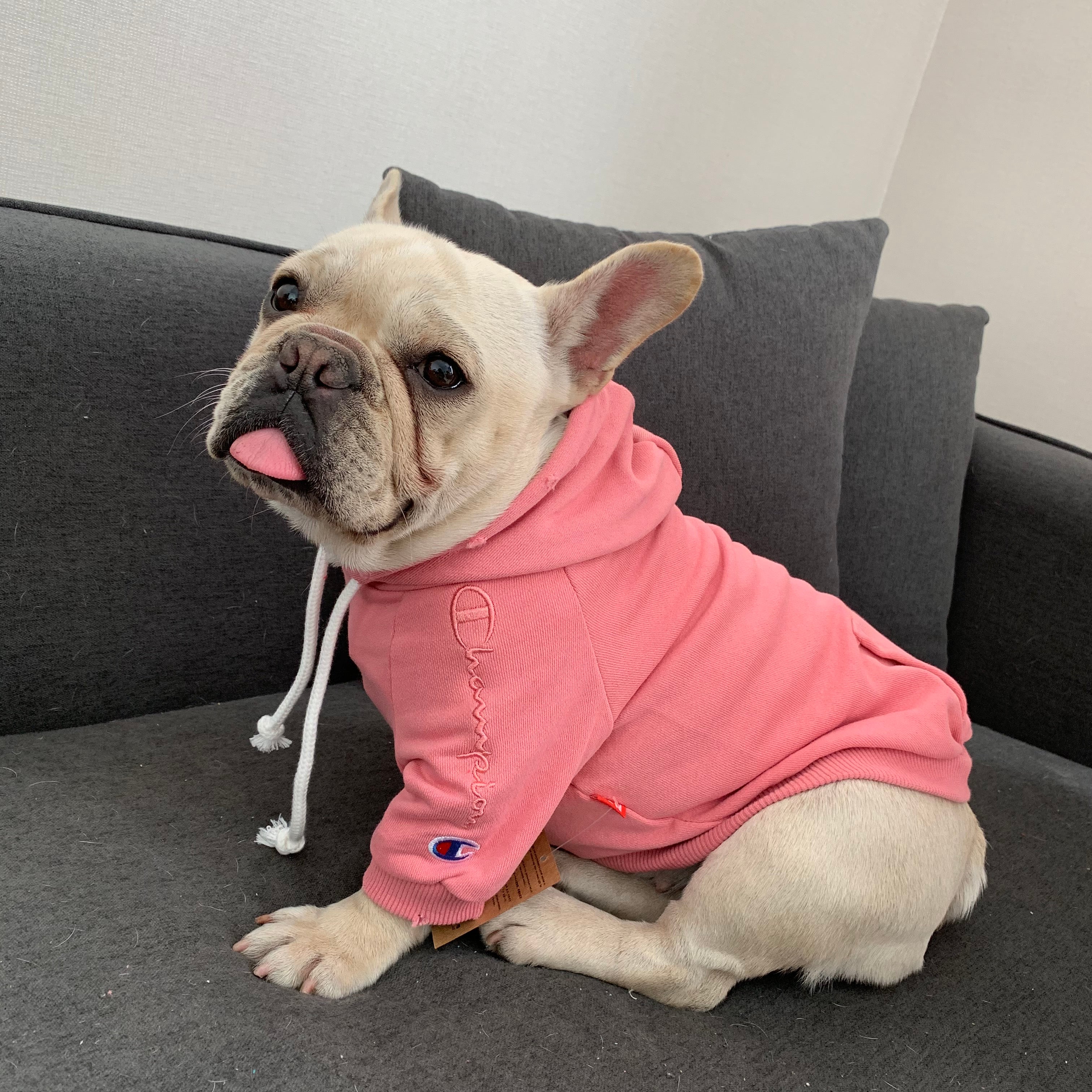 Dog Hoodies Champion - 2024 - Puppy Streetwear Shop