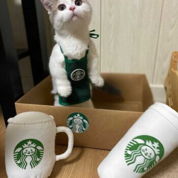 Dog Vest - 2025 - Puppy Streetwear Shop