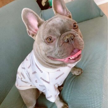 Dog Sweater Chanel - 2025 - Puppy Streetwear Shop