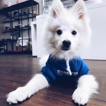 Dog Hoodies Pawlenciaga - 2025 - Puppy Streetwear Shop