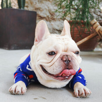 Dog Sweater Fila - 2026 - Puppy Streetwear Shop