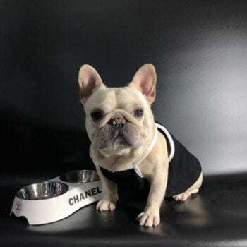 Dog Vest Chanel - 2025 - Puppy Streetwear Shop