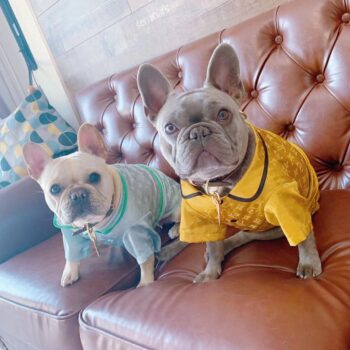 Dog Jacket Louis Pawtton - 2025 - Puppy Streetwear Shop