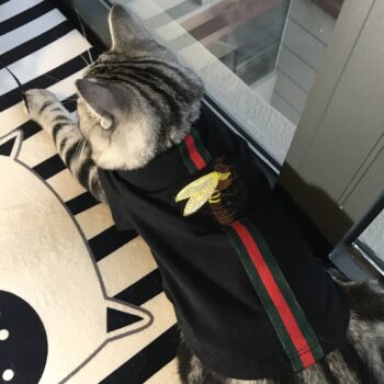 Dog Tshirt Pawcci - 2026 - Puppy Streetwear Shop