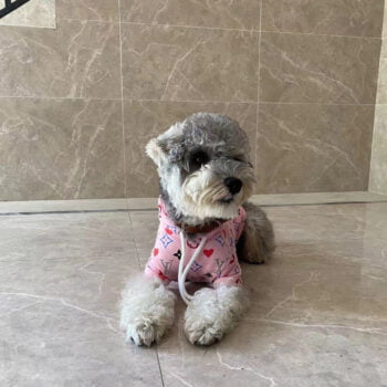 Dog Hoodies Louis Pawtton - 2025 - Puppy Streetwear Shop