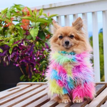 Fur Colorful Dog Jacket - 2025 - Puppy Streetwear Shop