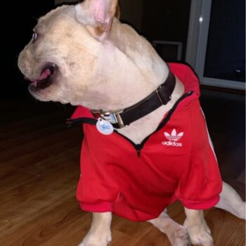 Dog Jacket Adidas - 2025 - Puppy Streetwear Shop