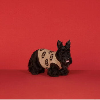 Dog Sweater Pawcci - 2025 - Puppy Streetwear Shop Dog Sweater Pawcci - 2025 - Puppy Streetwear Shop