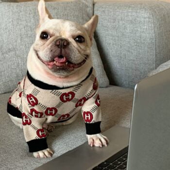 Dog Sweater Pawcci - 2025 - Puppy Streetwear Shop Dog Sweater Pawcci - 2025 - Puppy Streetwear Shop