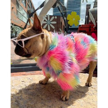 Fur Colorful Dog Jacket - 2025 - Puppy Streetwear Shop