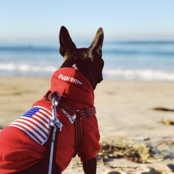 Dog Hoodies The North Face - 2025 - Puppy Streetwear Shop