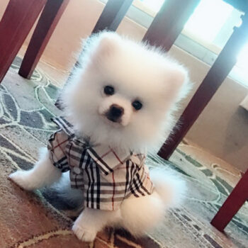 Dog Shirt Burberry - 2025 - Puppy Streetwear Shop