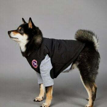 Dog Jacket - 2025 - Puppy Streetwear Shop