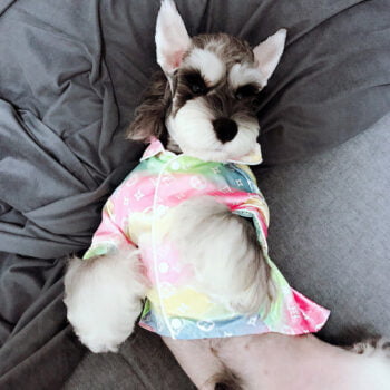 Dog Jacket Louis Pawtton - 2025 - Puppy Streetwear Shop Dog Jacket Louis Pawtton - 2025 - Puppy Streetwear Shop