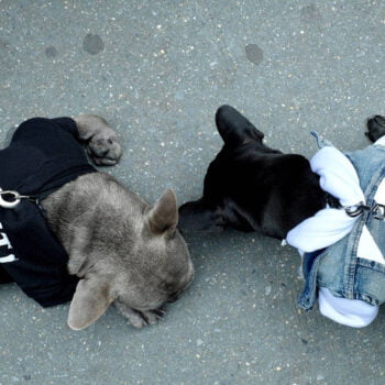 Dog Jacket - 2025 - Puppy Streetwear Shop