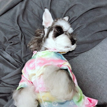 Dog Jacket Louis Pawtton - 2025 - Puppy Streetwear Shop Dog Jacket Louis Pawtton - 2025 - Puppy Streetwear Shop