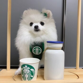 Dog Vest - 2025 - Puppy Streetwear Shop