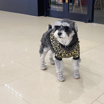 Dog Sweatshirt - 2025 - Puppy Streetwear Shop