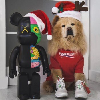 Dog Hoodies Pawlenciaga - 2025 - Puppy Streetwear Shop