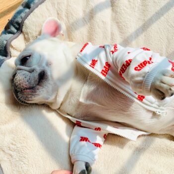 Dog Jacket Supreme - 2025 - Puppy Streetwear Shop