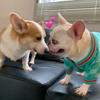 Dog Sweater Pawcci - 2025 - Puppy Streetwear Shop