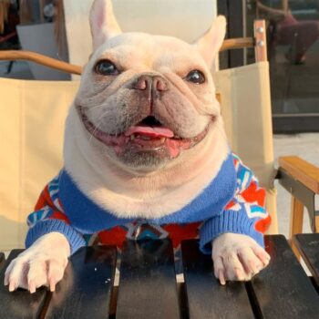 Dog Sweater Pawcci - 2026 - Puppy Streetwear Shop