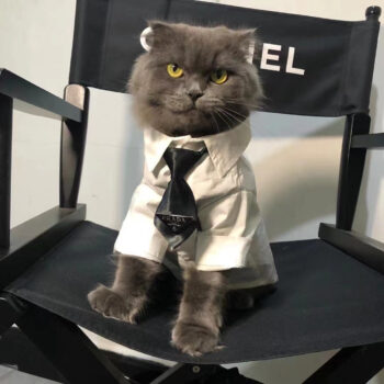 Prada-Inspired Dog Shirts - High-End Puppy Fashion - 2025 - Puppy Streetwear Shop