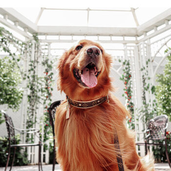 Dog Collar Harness Louis Pawtton - 2025 - Puppy Streetwear Shop