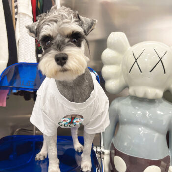 Dog Tshirt Pawcci - 2025 - Puppy Streetwear Shop