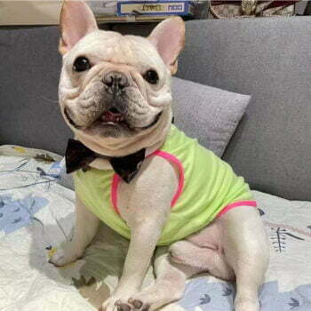 Dog Vest Chanel - 2025 - Puppy Streetwear Shop