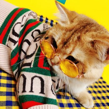 Dog Sweater Pawcci - 2025 - Puppy Streetwear Shop