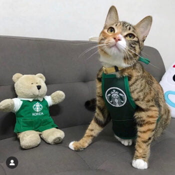 Dog Vest - 2025 - Puppy Streetwear Shop