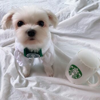 Dog Vest - 2025 - Puppy Streetwear Shop