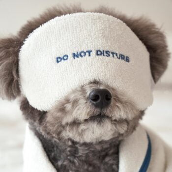 Dog Bathrobe - 2025 - Puppy Streetwear Shop