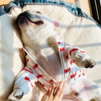 Dog Jacket Supreme - 2025 - Puppy Streetwear Shop