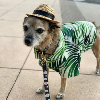 Dog Shirt - 2025 - Puppy Streetwear Shop