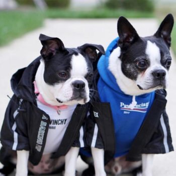 Dog Hoodies Pawlenciaga - 2025 - Puppy Streetwear Shop