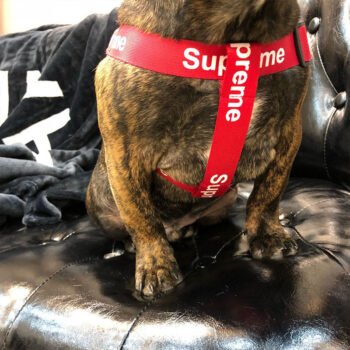 Dog Collar Harness Supreme - 2025 - Puppy Streetwear Shop Dog Collar Harness Supreme - 2025 - Puppy Streetwear Shop