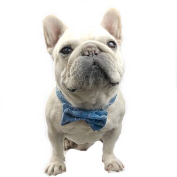 Dog Caps and Bow Tie - 2025 - Puppy Streetwear Shop