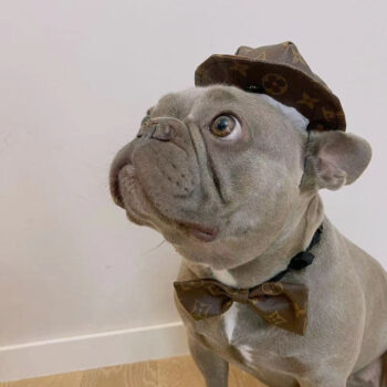 Dog Caps and Bow Tie - 2025 - Puppy Streetwear Shop