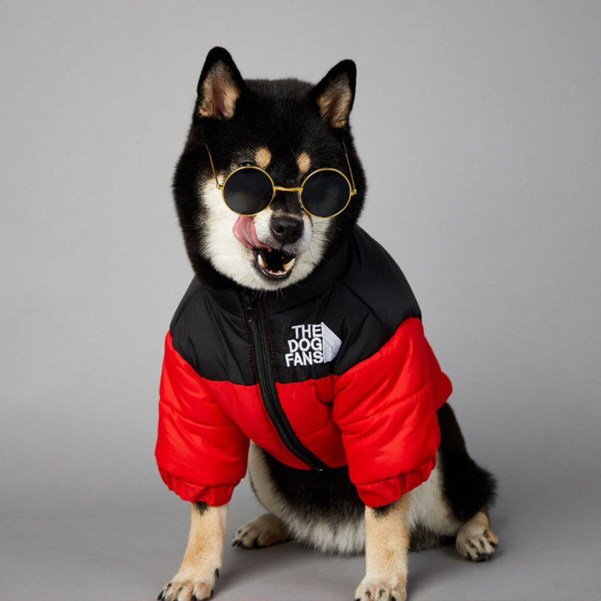 North face outlet dog jacket