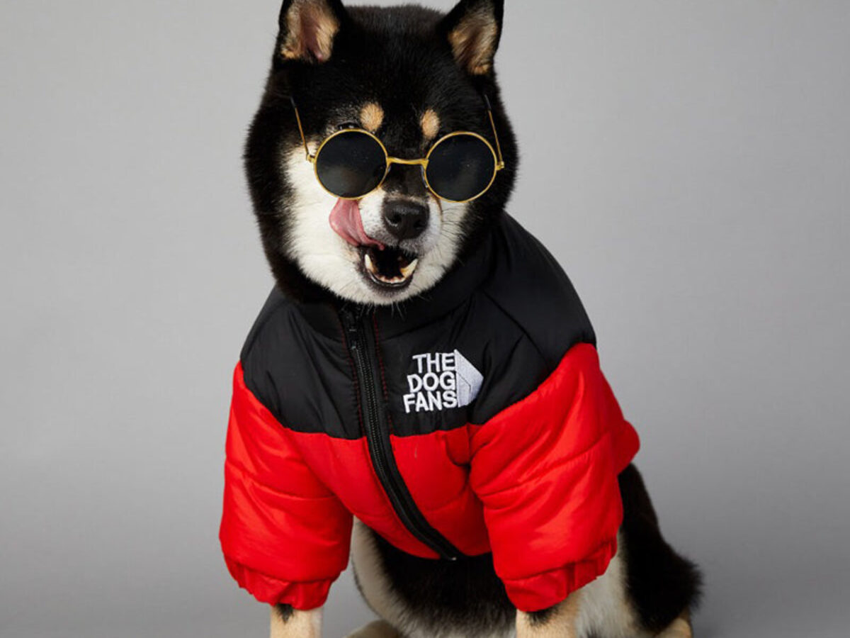 The north face hot sale dog coat